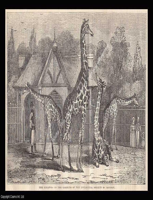 Item #374968 Giraffes in the Gardens of the Zoological Society, London. An 1836 original woodcut engraving. GIRAFFES AT THE LONDON ZOOLOGICAL GARDENS.