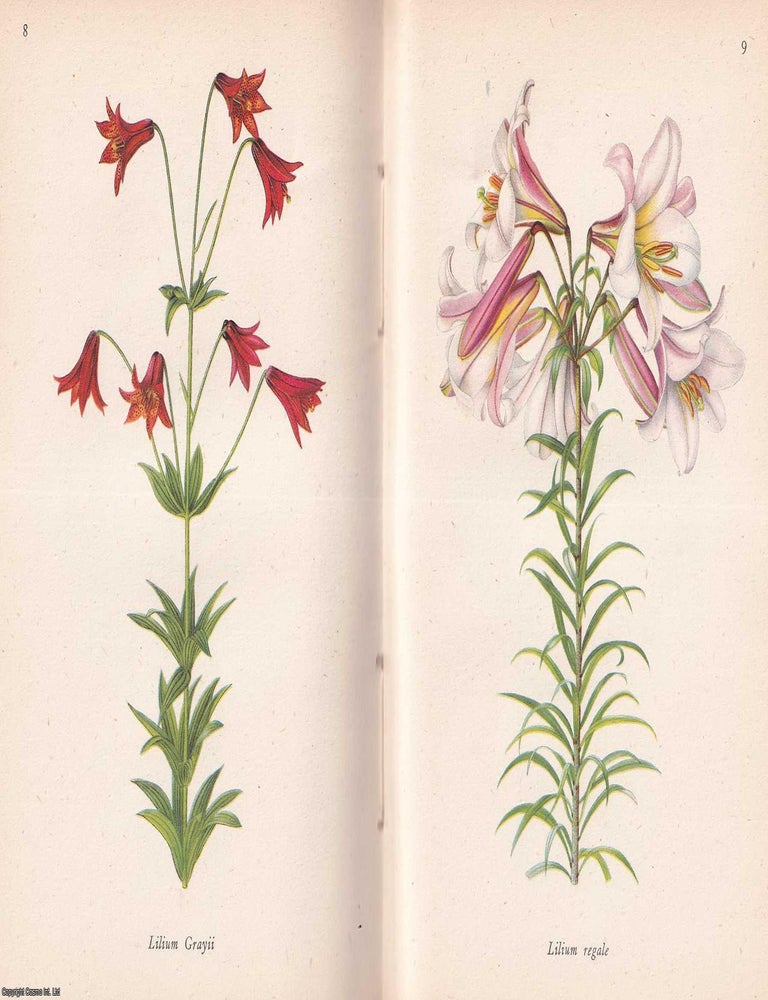 Item #375547 A Book Of Lillies, by Fred Stoker. King Penguin Books K14. Acceptable to Poor...