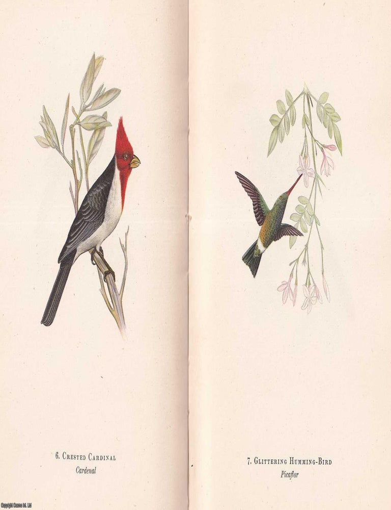 Item #375550 Birds of La Plata, by W.H. Hudson. With 16 colour plates by S. Magno. King Penguin...
