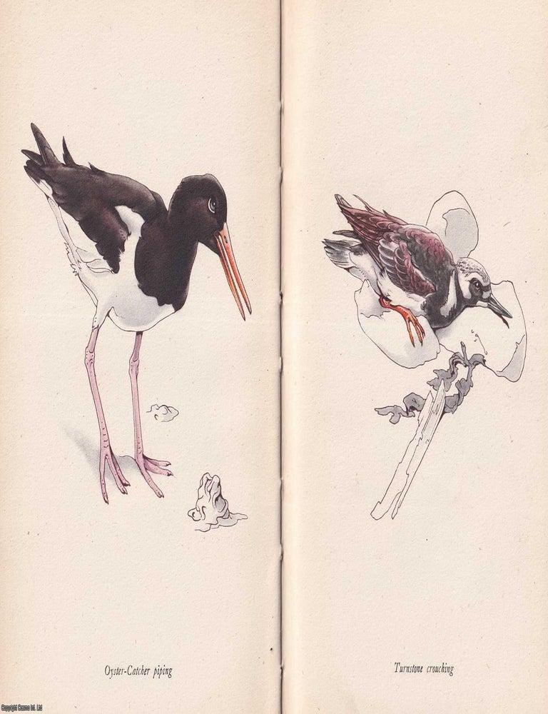 Item #375551 Birds of the Sea, by R.M. Lockley. Cover design‚ by Enid Marx. King Penguin Books...