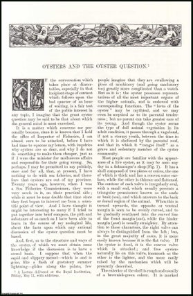 Item #406609 Oysters and the Oyster Question; Part 1, why are they so Expensive? An original...