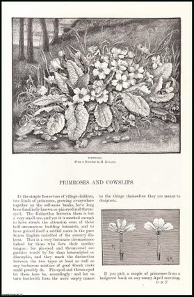 Item #406678 Primroses and Cowslips. An original article from the English Illustrated Magazine,...