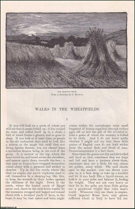 Item #406726 Walks in the Wheatfields; Part 1, Gleaning, Winnowing, Reaping. An original article...