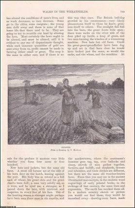 Item #406728 Walks in the Wheatfields; Part 2. An original article from the English Illustrated...