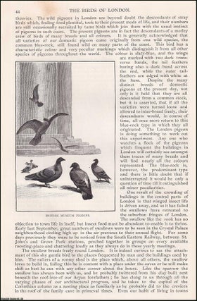 Item #406899 The Bird Life of London. An original article from the English Illustrated Magazine,...