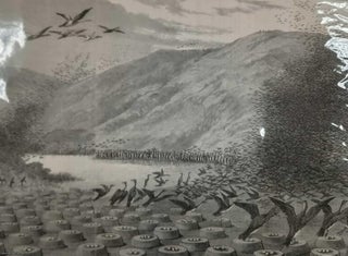 Item #408653 Cormorants' Nests on Magdalena Island, Straits of Magellan. An original print from...