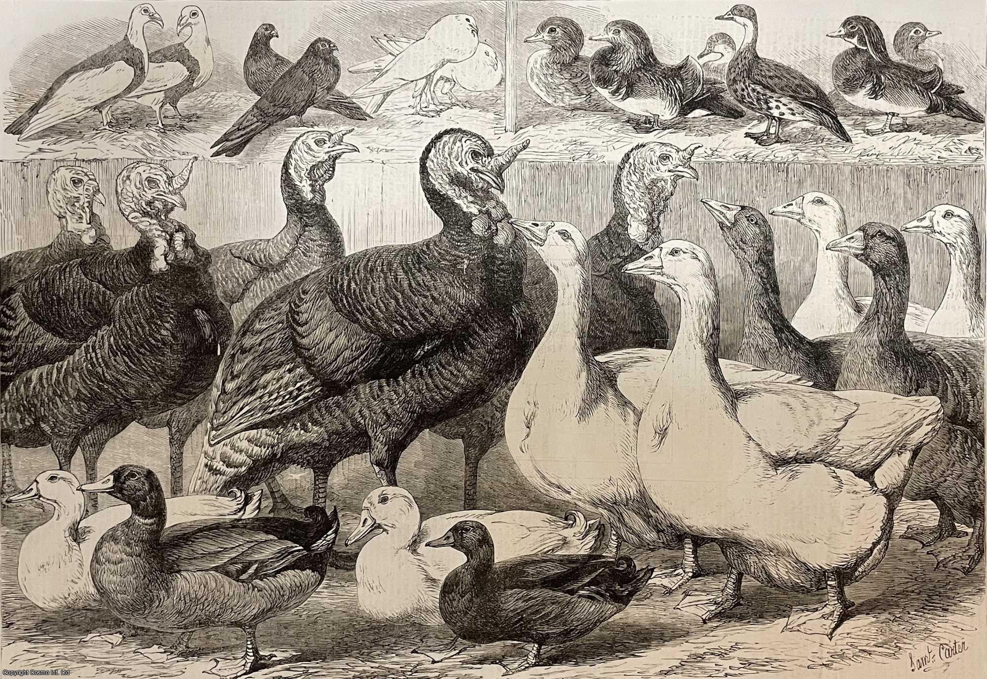 Prize Turkeys, Ducks and Pigeons at the Birmingham Poultry Show. A rare ...