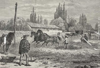 Item #408716 Threshing Corn in Chile. An original print from the Illustrated London News, 1889....