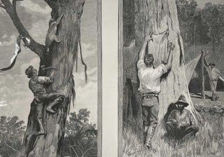 Item #408749 Bear Hunting in Australia. An original print from the Illustrated London News, 1889....