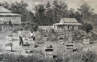 Item #416646 A Queesnsland Apiary. An original woodcut engraving, from the Illustrated London...