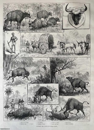 Item #416661 Hunting the Gaour or Indian Bison. A collection of original woodcut engravings, with...
