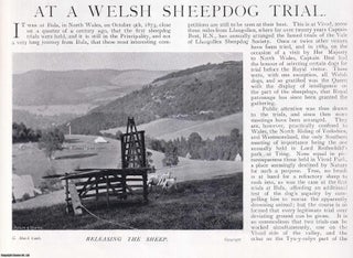 Item #420256 At a Welsh Sheepdog Trial. Several pictures and accompanying text, removed from an...
