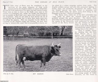 Item #420315 Lilliputian Cattle: The Little Cows of Kerry. Several pictures and accompanying...