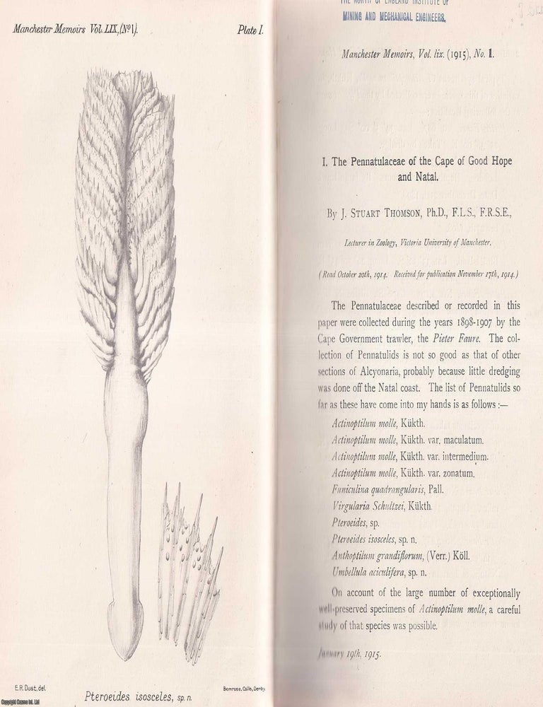 Item #423347 The Pennatulaceae of the Cape of Good Hope and Natal. This is an original article...