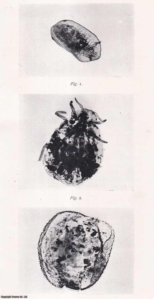 Item #423355 On two cases of Parallelism in the Aphidae. This is an original article from the...