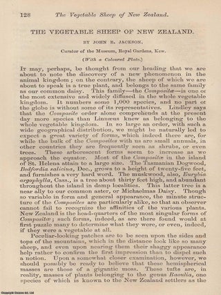 The Vegetable Sheep, plant of New Zealand. An original uncommon article from the Intellectual Observer, 1867.