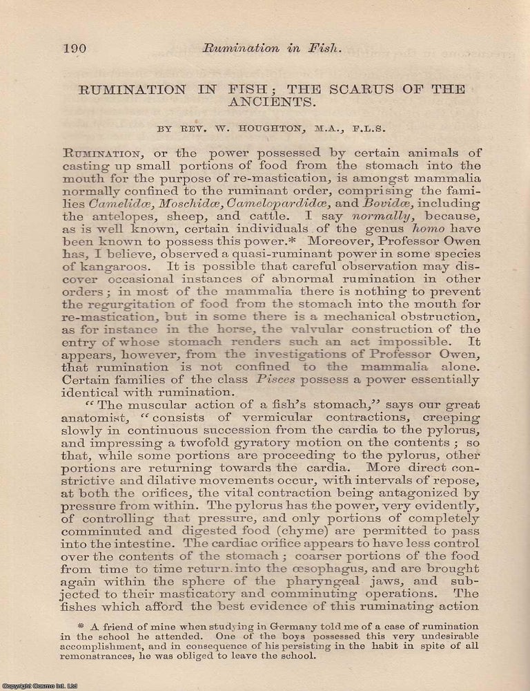 Item #504530 Rumination in Fish , The Scarus of The Ancients. An original uncommon article from...