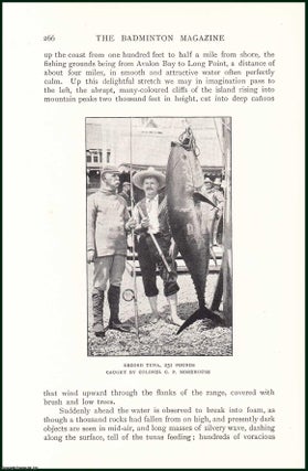 Item #504948 Angling in Santa Catalina, Southern California : The Leaping Tuna Fish. An uncommon...
