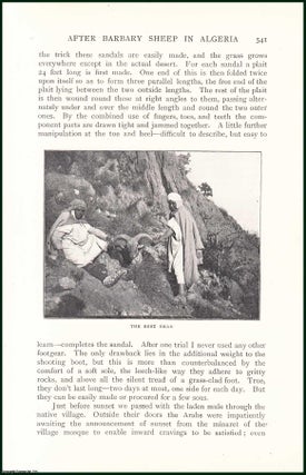Item #504967 After Barbary Sheep in Algeria. An uncommon original article from the Badminton...