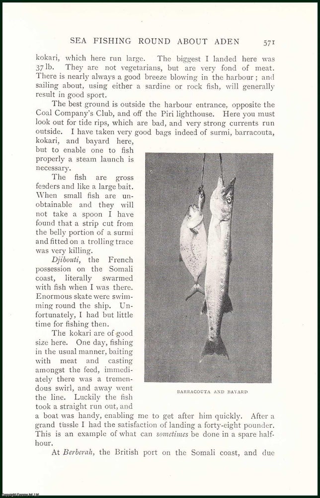 Item #504968 Sea Fishing Round About Aden, City in Yemen. An uncommon original article from the Badminton Magazine, 1903. A. Willock.