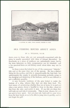 Sea Fishing Round About Aden, City in Yemen. An uncommon original article from the Badminton Magazine, 1903.