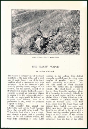 Item #505025 The Kansu Wapiti : One of The Finest Members of The Deer Tribe, & A Good Pair of...