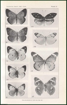 Item #505138 Fragrant Butterflies. An original article from the Report of the Smithsonian...