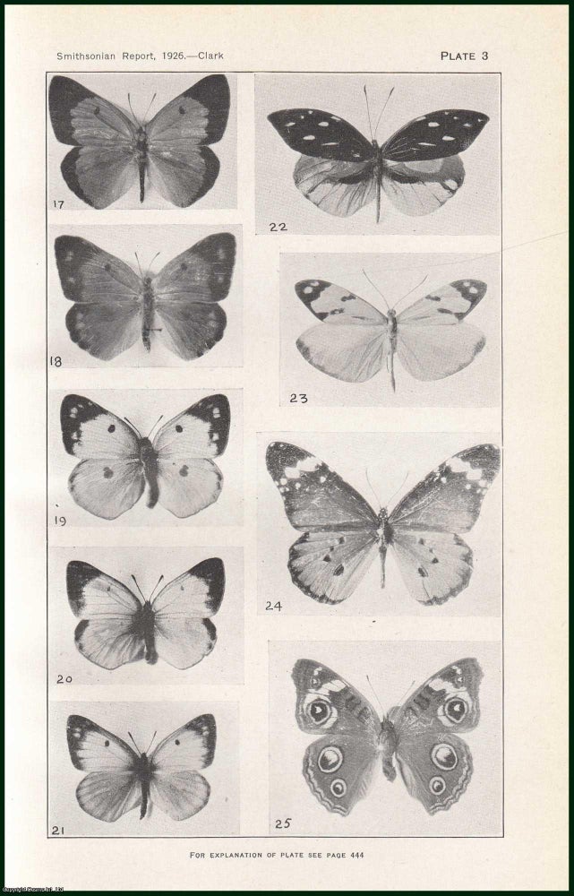 Item #505138 Fragrant Butterflies. An original article from the Report of the Smithsonian Institution, 1926. Austin H. Clark.