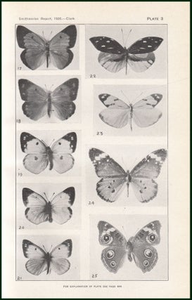 Fragrant Butterflies. An original article from the Report of the Smithsonian Institution, 1926.