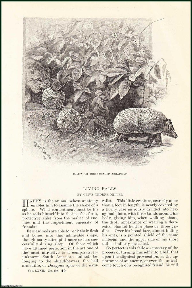 Item #505264 The Manis, or Scaly Ant-Eater ; Porcupine Ant-Eater (Anthoglossus) & Carpet-Snake ; The ornithorhynchus, or Duck-Bill & others : Living Balls. An uncommon original article from the Harper's Monthly Magazine, 1886. Olive Thorne Miller.