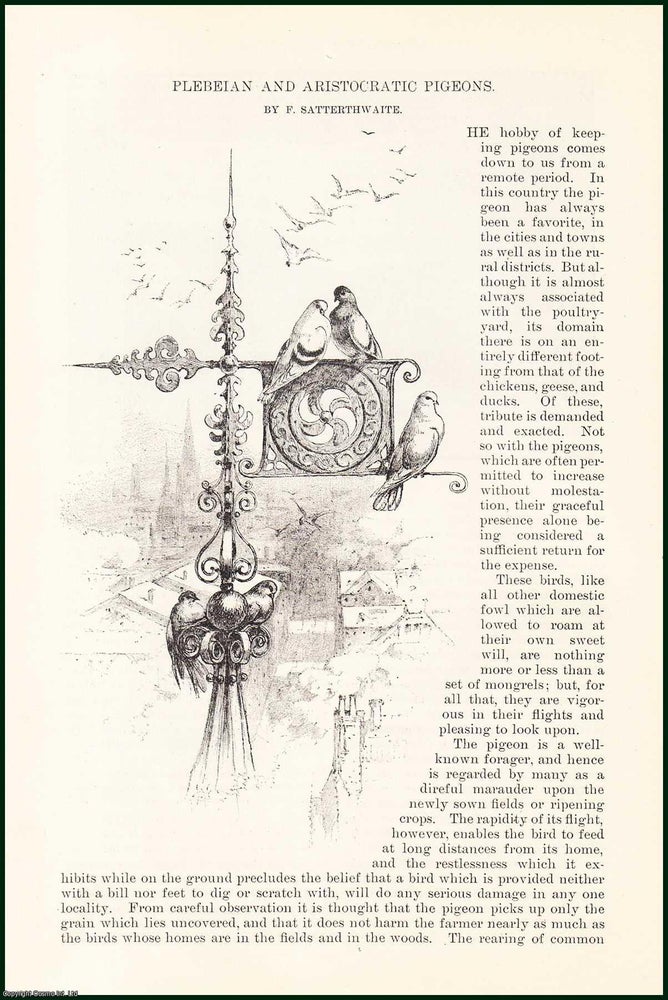 Item #505272 Plebeian & Aristocratic Pigeons : The Hobby of Keeping Pigeons. An uncommon original article from the Harper's Monthly Magazine, 1886. F. Satterthwaite.