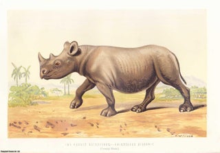 African Rhinoceroses. An original uncommon article from the Intellectual Observer. P L. Sclater.