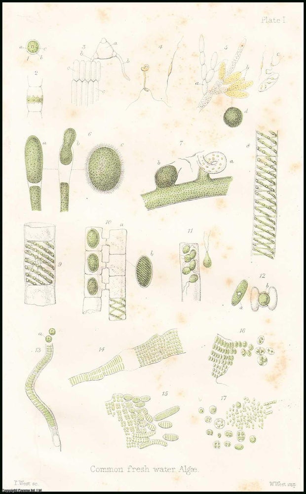 Item #506219 The Mode of Growth of some of the Algae. An uncommon original article from the Popular Science Review 1867. M. D. J. Braxton Hicks, F. L. S., F. R. S.