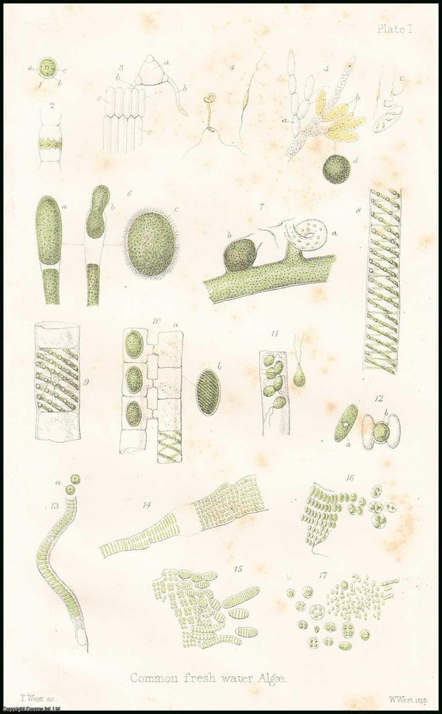 Item #506219 The Mode of Growth of some of the Algae. 9 pages, 1 colour plate. An article printed...