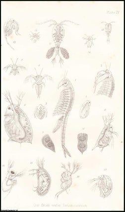 Item #506222 Our Freshwater Entomostraca, Shell-Insects, or Water-Fleas. An uncommon original...