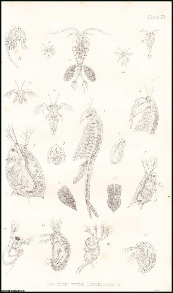 Item #506222 Our Freshwater Entomostraca, Shell-Insects, or Water-Fleas. An uncommon original article from the Popular Science Review 1867. M. D. W. Baird, F. L. S.