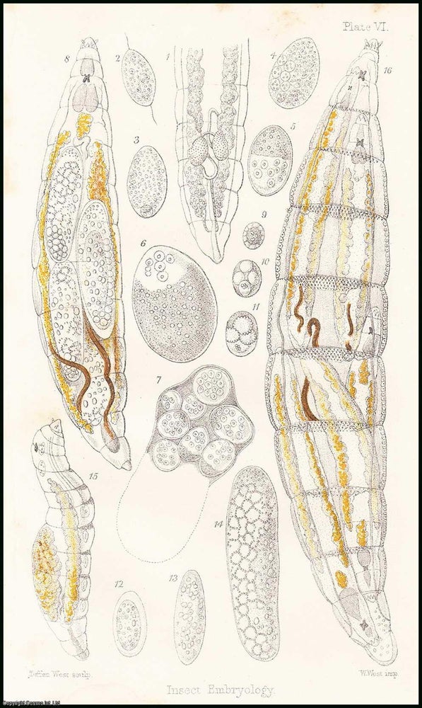 Item #506224 Recent Discoveries in Insect Embryogeny. 12 pages, 1 colour plate. An article...