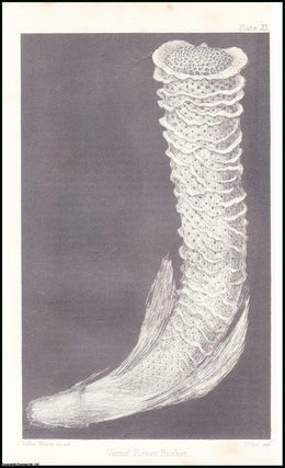 Item #506230 Venus's Flower-Basket (Euplectella). An uncommon original article from the Popular...