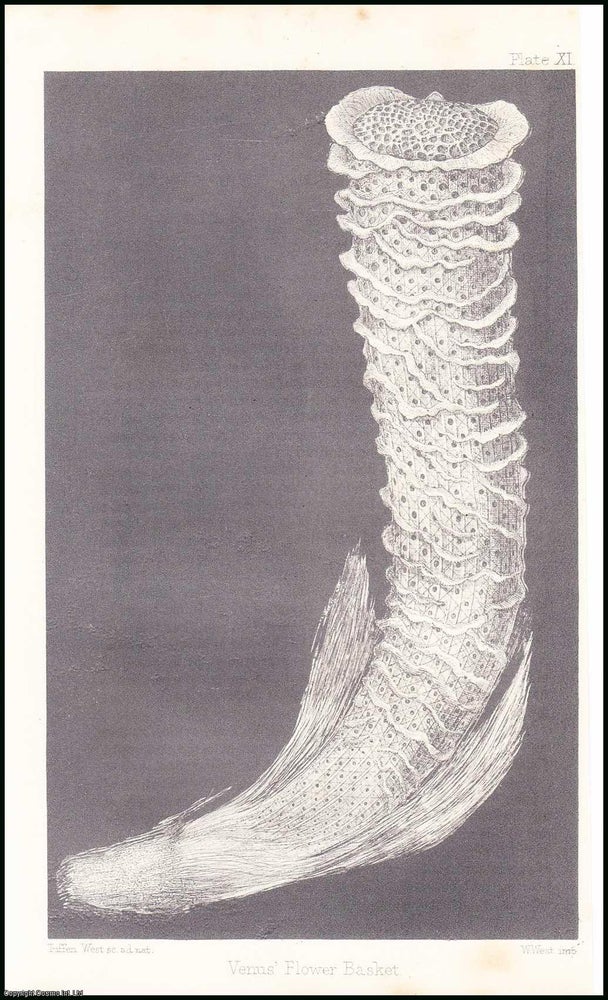Item #506230 Venus's Flower-Basket (Euplectella). An uncommon original article from the Popular Science Review 1867. F. R. S. Dr. J. E. Gray, F. L. S., V. P. Z. S.