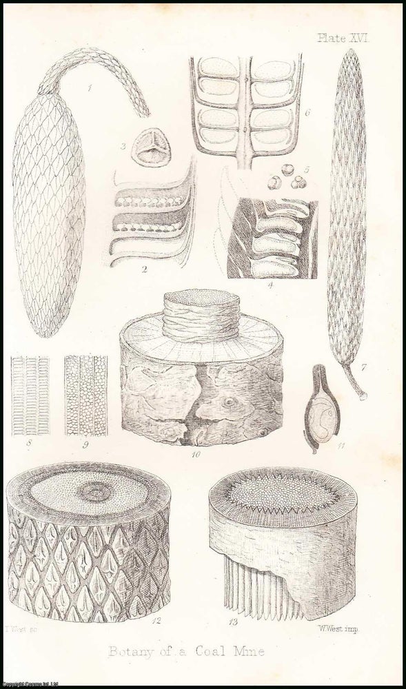Item #506235 The Botany of a Coal Mine. 10 pages, 1 plate. An article printed in 1867, written by...