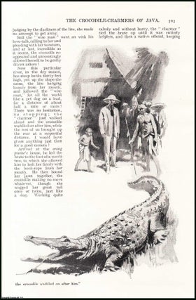 Item #507242 The Crocodile Charmers of Java. An uncommon original article from the Wide World...
