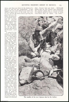 Item #507333 Hunting Bighorn Sheep in Mexico. An uncommon original article from the Wide World...