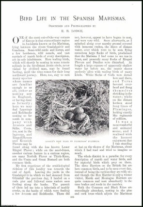 Item #507524 Bird Life in the Spanish Marismas, Andalusia. An original article from the Windsor...