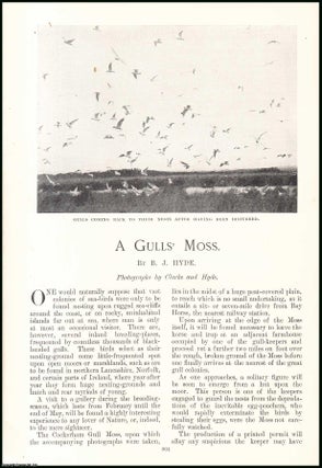 Item #507533 A Seagull's Moss : the Cockerham Gull Moss. An original article from the Windsor...