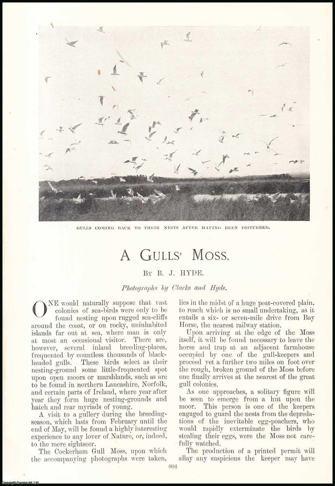 Item #507533 A Seagull's Moss : the Cockerham Gull Moss. An original article from the Windsor Magazine, 1908. B J. Hyde.