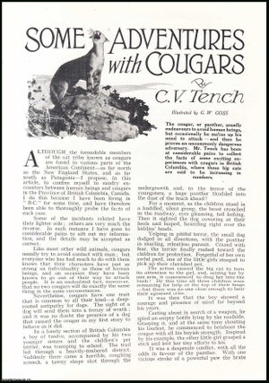 Item #508284 Some Adventures with Cougars, British Columbia, Canada. An uncommon original article...