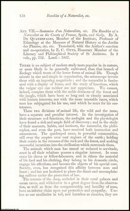 Item #508349 Rambles of a Naturalist, etc. An uncommon original article from the North British...
