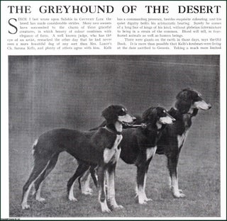 Item #509035 The Greyhound of the Desert. Several pictures and accompanying text, removed from an...