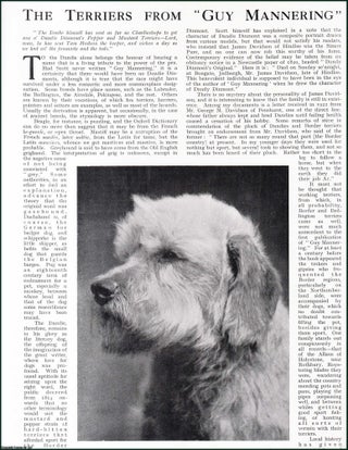 Item #509051 The Terriers from Guy Mannering. Several pictures and accompanying text, removed...