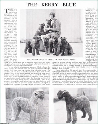 Item #509056 The Kerry Blue Terrier. Several pictures and accompanying text, removed from an...